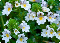 Eyebright